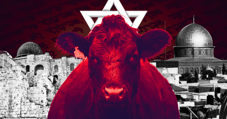 Israel to sacrifice Red Heifer to build third temple
