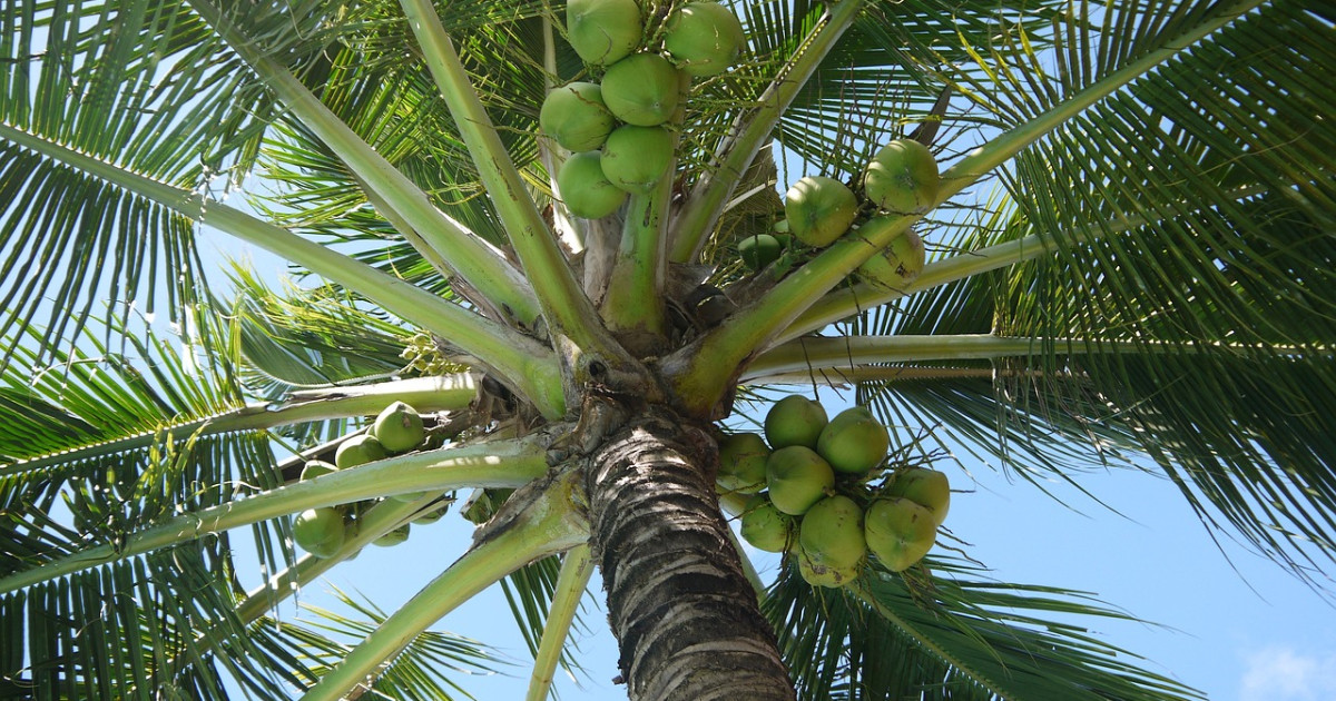 Kurumbalu'ge agu 70/- rf ah araifi