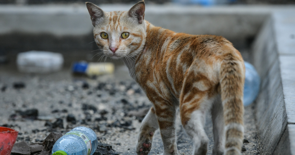 Pet ge gothugai gengulhey janavaaruthah registry kuraa gaanooneh hadhanee