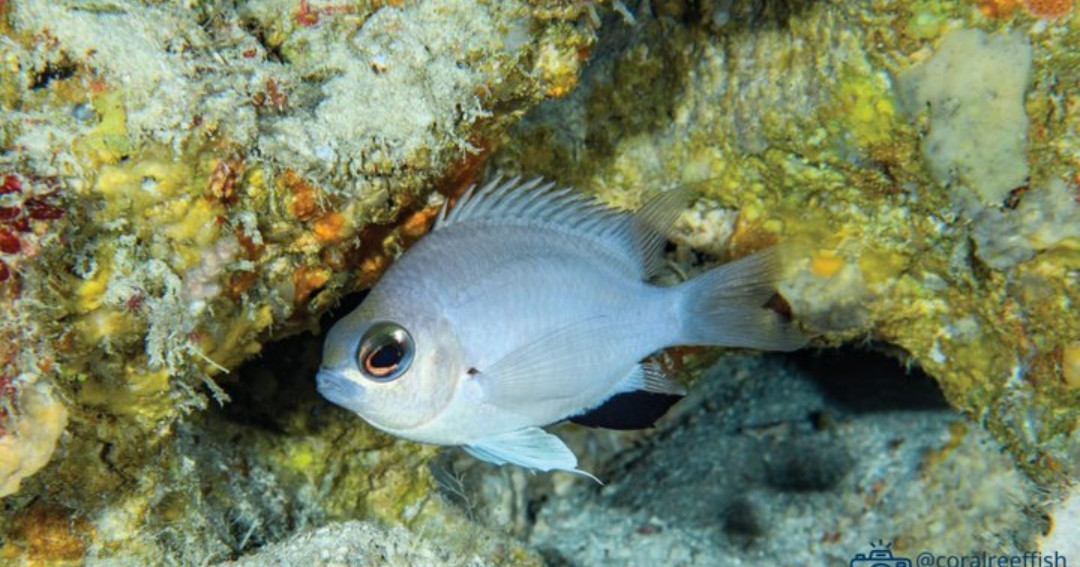 Dhuniye ehves sarahahdhu nufenna aa vahtharehge maheh raajje in fenijje